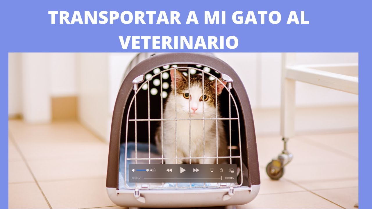 La respuesta de un veterinario a ¿Con qué frecuencia hay que llevar al gato al veterinario?
