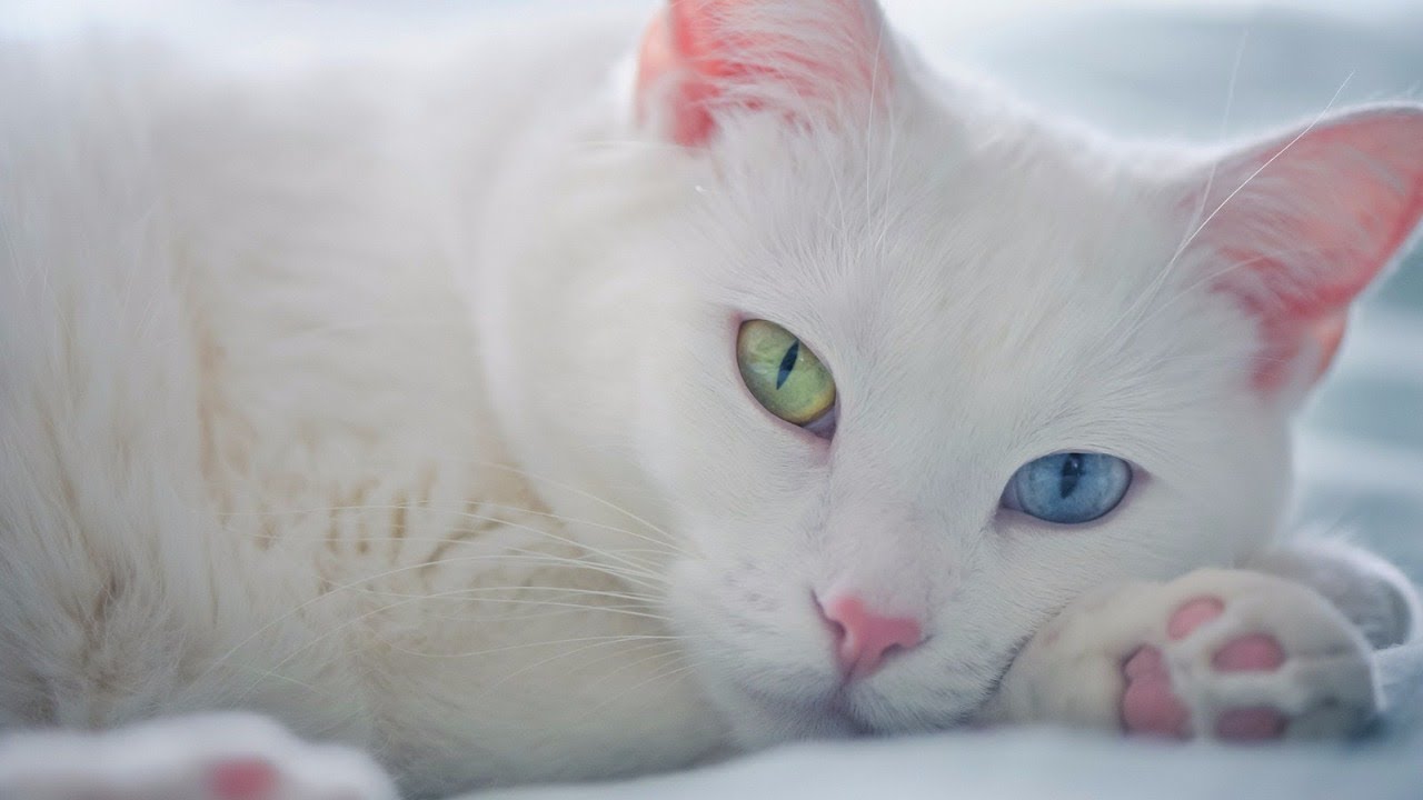 Los Mejores Gatos del Reino Animal con Ojos Azules