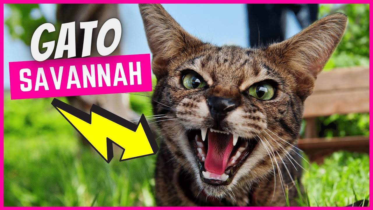 Perfil de la raza de gato Savannah: Todo lo que necesitas saber